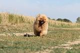 CHOW CHOW 041